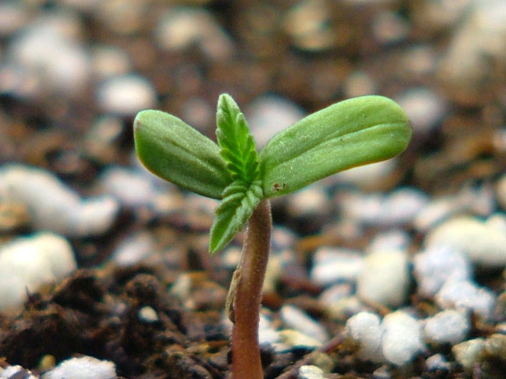 Marijuana-Germination-and-Seedlings-2